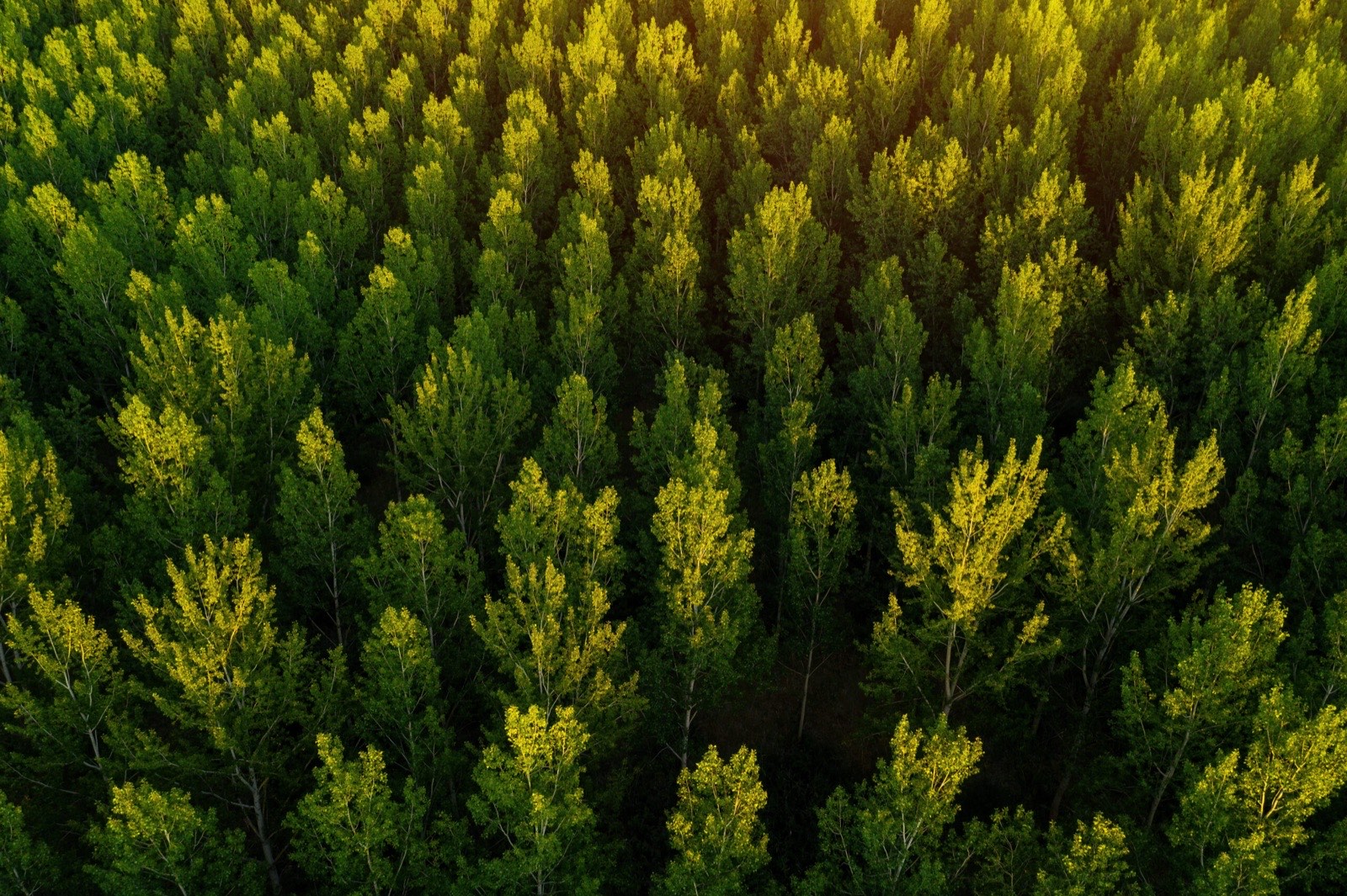 Aerial view over the treetops of a dense conifer forest