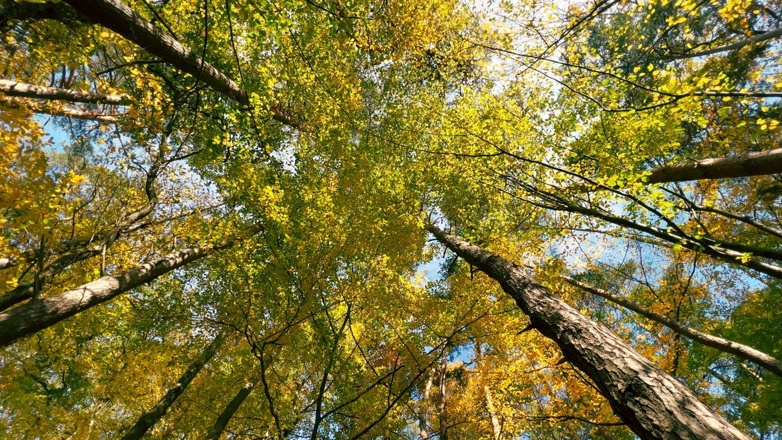 Looking up through the sunlit canopy of tall trees